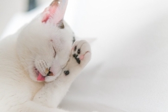 猫に関する『よくあるウワサ・迷信』3選　本当なのか気になる言い伝えをご紹介