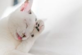 猫に関する『よくあるウワサ・迷信』3選　本当なのか気になる言い伝えをご紹介