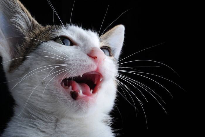 猫を飼うと起こりかねない『ご近所トラブル』3つ　他人事ではない？注意が必要なこととは