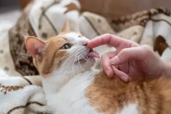 『社交的な猫』が持っている特徴4選　誰とでも仲良くできる理由から育て方のコツまで