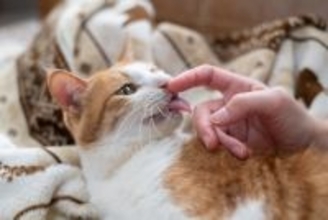 『社交的な猫』が持っている特徴4選　誰とでも仲良くできる理由から育て方のコツまで