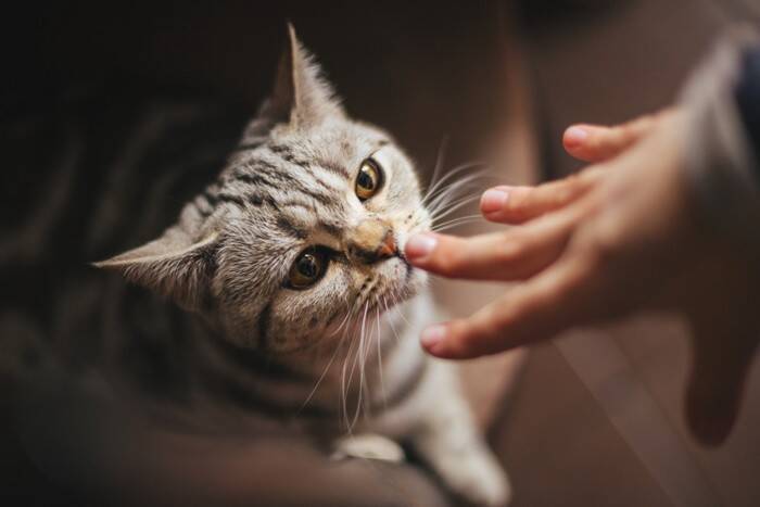 『社交的な猫』が持っている特徴4選　誰とでも仲良くできる理由から育て方のコツまで