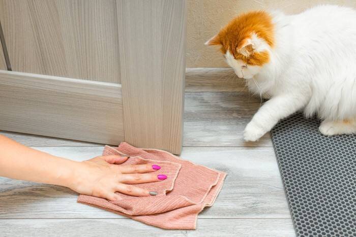 猫が『スプレー行為』をしてしまう理由3つ　困った行動への対処法も解説