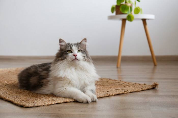 子どもと仲良くなれる猫に共通する特徴3つ　飼い主が心がけるべき注意点も解説