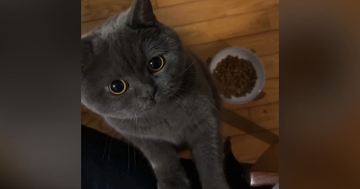 ごはんをなかなか食べない猫→お尻を触ってあげると…『まさかの行動』が可愛すぎると35万再生「甘えん坊さんなんだね」「表情がかわいい」