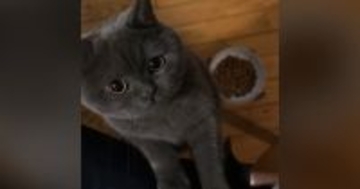 ごはんをなかなか食べない猫→お尻を触ってあげると…『まさかの行動』が可愛すぎると35万再生「甘えん坊さんなんだね」「表情がかわいい」