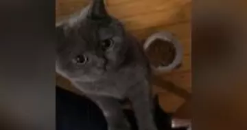 ごはんをなかなか食べない猫→お尻を触ってあげると…『まさかの行動』が可愛すぎると35万再生「甘えん坊さんなんだね」「表情がかわいい」