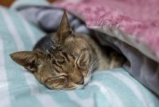 猫が『自分は人間』だと思っていそうな行動3選　仕草が持つ意味やマネしてくる理由まで