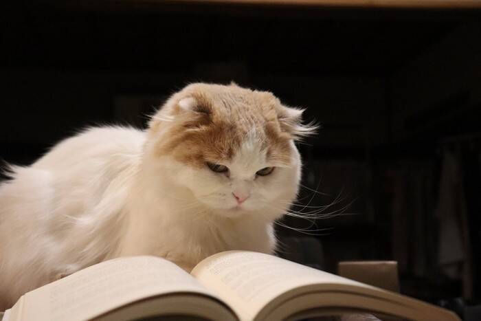 猫が『自分は人間』だと思っていそうな行動3選　仕草が持つ意味やマネしてくる理由まで
