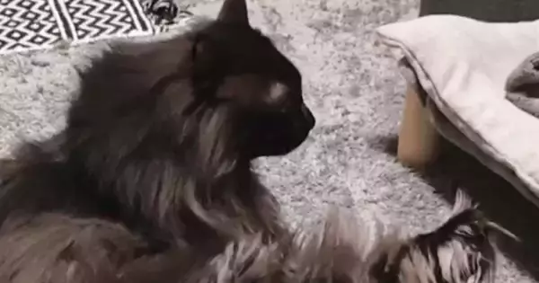 『足を伸ばして座っている猫』を見ていたら…突然すぎる『電池切れの瞬間』に「スイッチ切れたｗ」「カワイイｗ」と笑顔になる人が続出