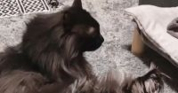 『足を伸ばして座っている猫』を見ていたら…突然すぎる『電池切れの瞬間』に「スイッチ切れたｗ」「カワイイｗ」と笑顔になる人が続出