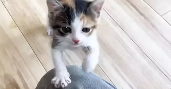 『ごはんの時間』になると、子猫がそわそわし始めて……愛おしい光景に「必死感が可愛すぎるｗ」「見ているだけで癒される」と９万再生