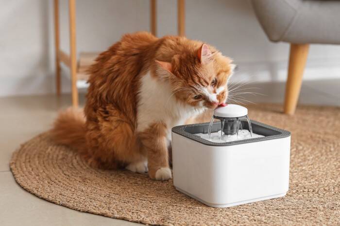 気温が上がる前に備えたい『猫のための暑さ対策』4選　便利なアイテムや活用法もご紹介