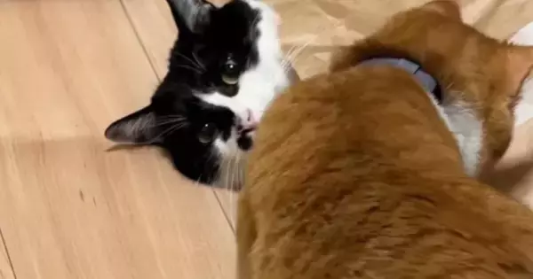 紙袋から顔だけ出していた猫→全く動かなくて…あまりにも『無』な様子に爆笑「覚悟を決めた目に見える」「まばたき忘れてるｗ」と22万再生