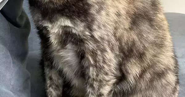 ティッシュの空き箱をつぶそうとすると、猫が真っ先にやってきて…『衝撃の光景』に８万いいね「超楽しいみたいなｗ」「笑いがこらえられない」