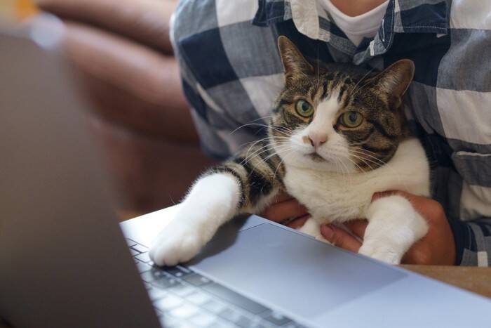 猫が飼い主の『邪魔をしてくる』ときの理由5つ　なぜ近寄ってくるの？上手な対処法も