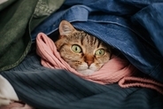 猫があなたの『服の上』で寝たがる3つの理由　なぜ乗ろうとするの？抜け毛への対処法も