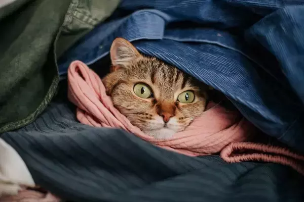 猫があなたの『服の上』で寝たがる3つの理由　なぜ乗ろうとするの？抜け毛への対処法も