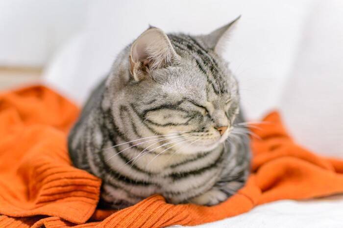 猫があなたの『服の上』で寝たがる3つの理由　なぜ乗ろうとするの？抜け毛への対処法も