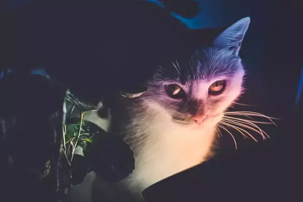 猫をモチーフにしている『妖怪』3選　それぞれの特徴や伝説をご紹介