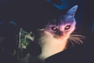 猫をモチーフにしている『妖怪』3選　それぞれの特徴や伝説をご紹介