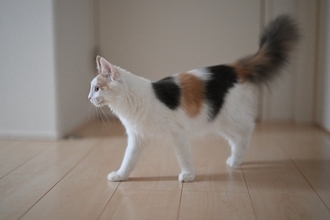 猫の『歩き方』に異常があるときの原因5つ　病気の可能性や確認すべきポイントを解説