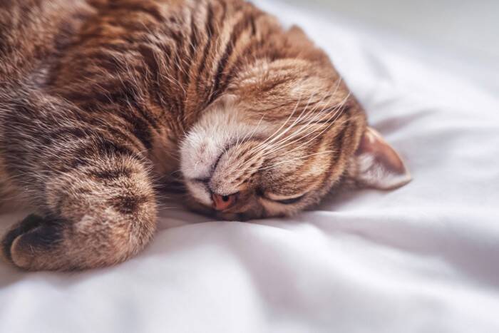 猫の『歩き方』に異常があるときの原因5つ　病気の可能性や確認すべきポイントを解説