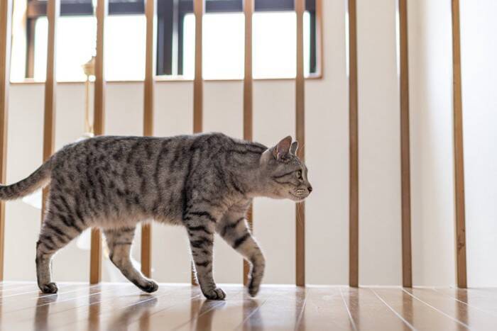 猫の『歩き方』に異常があるときの原因5つ　病気の可能性や確認すべきポイントを解説