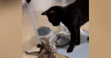 生まれたばかりの赤ちゃん猫に、兄猫が……『優しい光景』と『まさかの結末』が24万再生「最後ので爆発したｗ」「お世話したいんだろうねｗ」