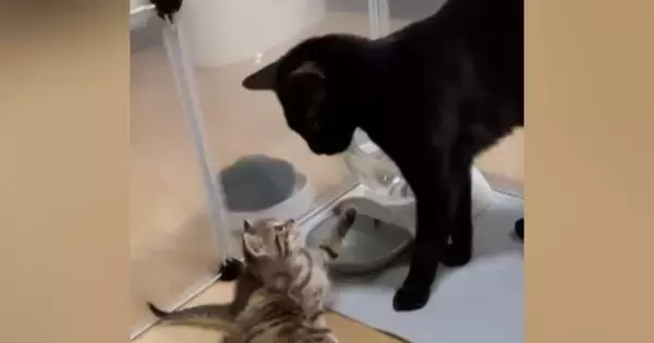 生まれたばかりの赤ちゃん猫に、兄猫が……『優しい光景』と『まさかの結末』が24万再生「最後ので爆発したｗ」「お世話したいんだろうねｗ」