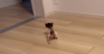 お部屋を歩き回る『生後1か月の小さな子猫』を見守った結果…尊すぎる光景が52万再生「ガニ股よちよちｗ」「語彙力失った」と悶絶の声