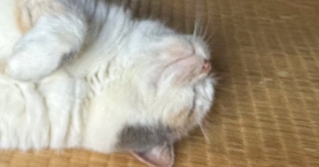 お昼寝中の看板猫→お客さんから貰った『そっくりな石』を隣に並べてみたら…『想像以上の光景』に反響「似てるねぇ」「まんまるでかわいいｗ」