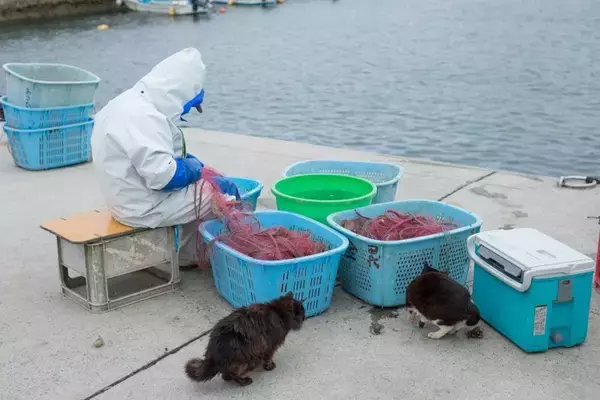 猫好きにはたまらない『猫にまつわる聖地』8選　猫島や神社など魅力あふれる名所をご紹介