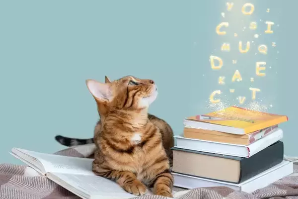 世界各国の『猫の呼び方』4選　外国ではどう呼ばれているの？国ごとに鳴き声の表現も違う？