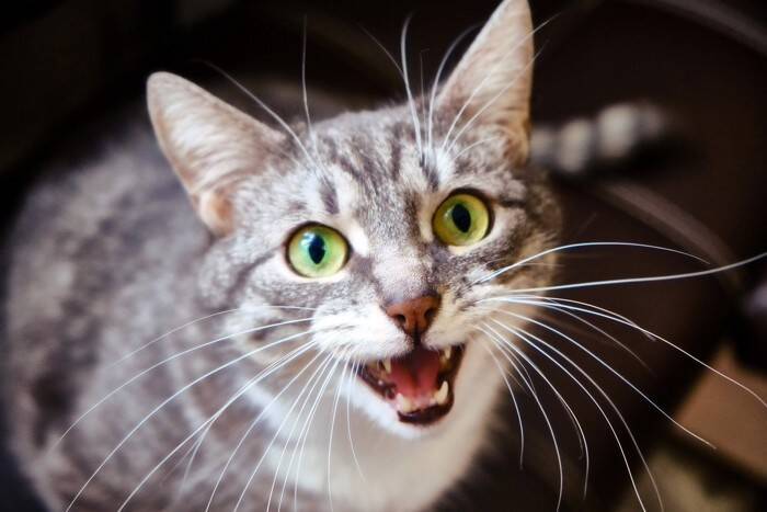 世界各国の『猫の呼び方』4選　外国ではどう呼ばれているの？国ごとに鳴き声の表現も違う？