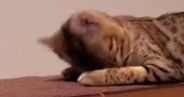 『寝起きの猫』が顔を上げた瞬間…思わず二度見する『とんでもない顔』に「エフェクトかと思ったｗｗ」「空間歪んでるｗ」と爆笑の声続出