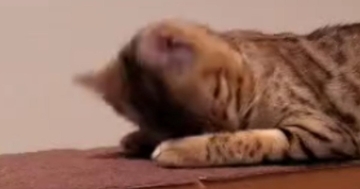『寝起きの猫』が顔を上げた瞬間…思わず二度見する『とんでもない顔』に「エフェクトかと思ったｗｗ」「空間歪んでるｗ」と爆笑の声続出