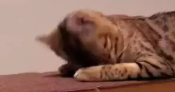 『寝起きの猫』が顔を上げた瞬間…思わず二度見する『とんでもない顔』に「エフェクトかと思ったｗｗ」「空間歪んでるｗ」と爆笑の声続出