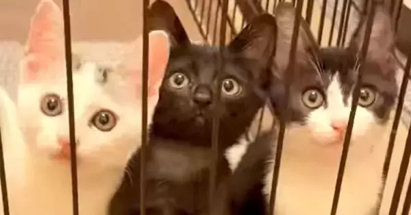 ケージの中で仲良く並ぶ3匹の子猫…見事な『シンクロっぷり』に「一瞬にして心を掴まれた」「癒されるねｗ」「最高にかわいい」と反響