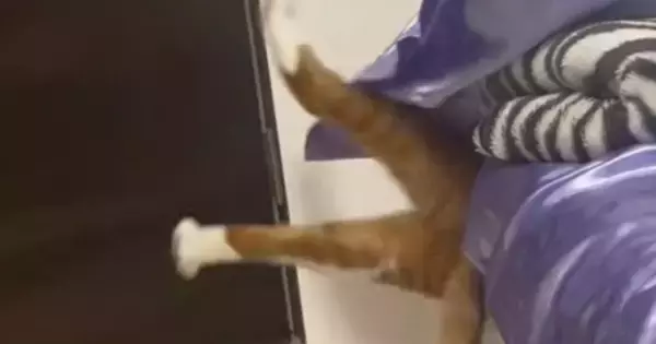 ベッドの隙間が大好きな『茶トラ猫』→入るところを見ていると…爆笑の展開が36万再生「漫画の世界ｗｗ」「ディズニーみたいな動きｗ」