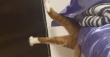 ベッドの隙間が大好きな『茶トラ猫』→入るところを見ていると…爆笑の展開が36万再生「漫画の世界ｗｗ」「ディズニーみたいな動きｗ」