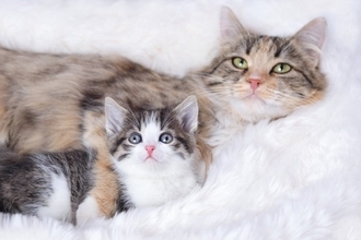 人はなぜ猫を『かわいい』と感じるの？　人間を虜にする4つの理由とは？