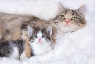 人はなぜ猫を『かわいい』と感じるの？　人間を虜にする4つの理由とは？