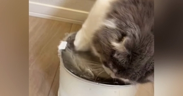 自動給水機のそばで座っていた猫が、次の瞬間…爆笑必至の『とんでもない行動』が62万再生「可愛いから許せてしまうｗ」「大惨事ｗ」