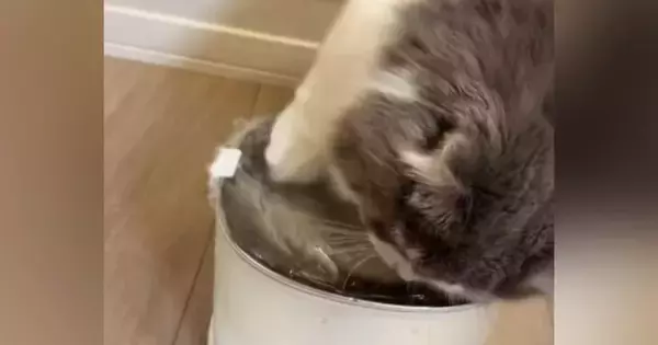 自動給水機のそばで座っていた猫が、次の瞬間…爆笑必至の『とんでもない行動』が62万再生「可愛いから許せてしまうｗ」「大惨事ｗ」