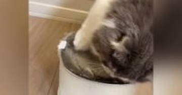 自動給水機のそばで座っていた猫が、次の瞬間…爆笑必至の『とんでもない行動』が62万再生「可愛いから許せてしまうｗ」「大惨事ｗ」