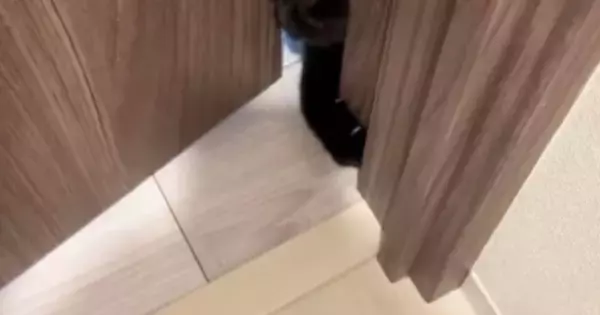 何としてでも部屋の中に入りたい猫→『顔』を使って……必死な様子に笑ってしまう人が続出「ねじ込んだｗ」「一生懸命で好き」と反響