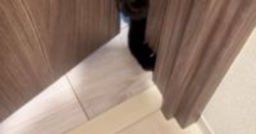 何としてでも部屋の中に入りたい猫→『顔』を使って……必死な様子に笑ってしまう人が続出「ねじ込んだｗ」「一生懸命で好き」と反響