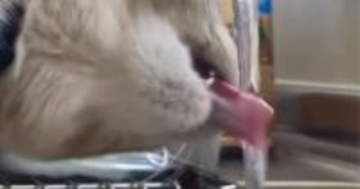 猫が蛇口の水を飲む姿がまるで運動部男子…想像以上に『ワイルドな飲み方』に「マネージャーと恋が始まりそう」「男らしくて素敵」と４万いいね