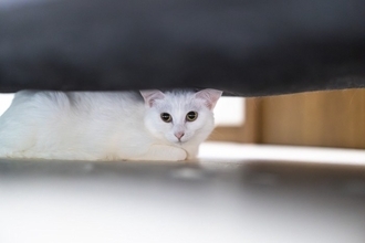 猫を『不安な気持ち』にさせてしまうNG行動4選　ストレスにつながるリスクから改善策まで